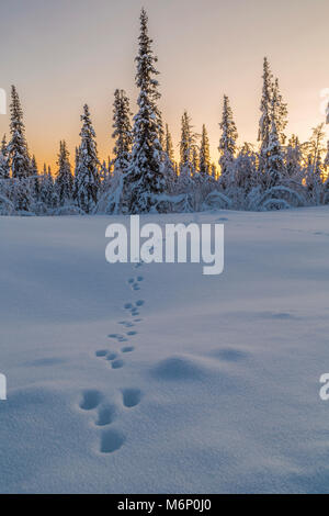 Winterlandschaft mit Kaninchen Spuren im Schnee bei Sonnenuntergang, mit schneebedeckten Bäumen, Gällivare, Schwedisch Lappland, Schweden Stockfoto