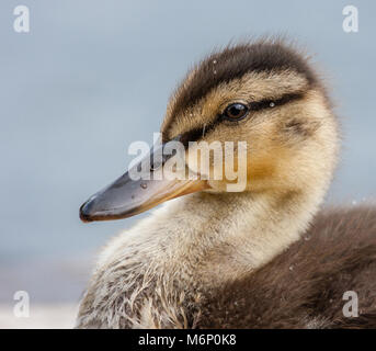 Mallard Entlein Anas platyrhynchos portrait Übersicht flaumiger Federn und gestreiften Kopf Stockfoto