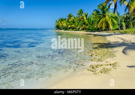 Tropischer Strand mit transparenten Meer Wasser, Palm Grove, Steine, Menschen zu Fuß entlang der Küste und ein blauer Himmel mit Wolken Stockfoto