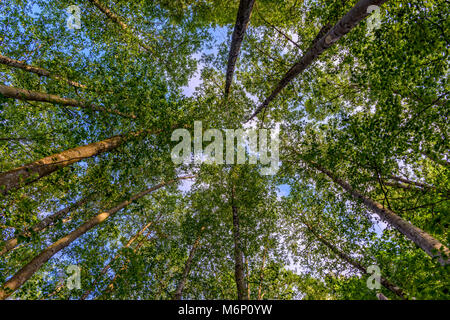 Schießen von unten nach oben auf die grüne Bäume mit Kronen am blauen Himmel mit weißen Wolken in einem hellen Frühling Stockfoto