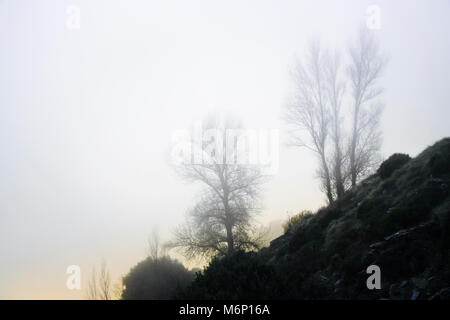 Las Alpujarras, Sierra Nevada, Provinz Granada, Andalusien, Spanien: Bäume im Nebel bei O Sel Ling buddhistisches Retreat Zentrum für Meditation, verbundene Stockfoto