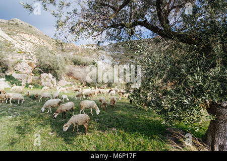 Las Alpujarras, Provinz Granada, Andalusien, Spanien: Ziegen und Schafe weiden auf einer Wiese in den Bergen der Sierra Nevada. Stockfoto