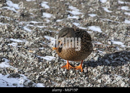 Nahaufnahme von einem einzigen weiblichen Stockente im Winter Stockfoto