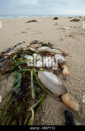 Toten und Sterbenden gemeinsame Otter clam, die an Land nach dem Frost März 1-4 2018 gewaschen worden sind. Shell Bay, North Dorset UK vom 5. März 2018. Stockfoto