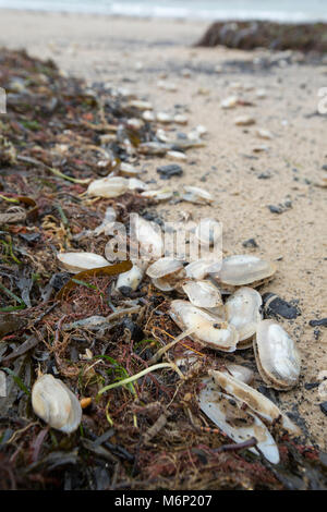 Toten und Sterbenden gemeinsame Otter clam, die an Land nach dem Frost März 1-4 2018 gewaschen worden sind. Shell Bay, North Dorset UK vom 5. März 2018. Stockfoto