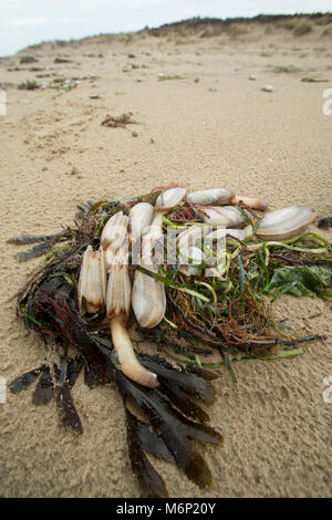 Toten und Sterbenden gemeinsame Otter clam, die an Land nach dem Frost März 1-4 2018 gewaschen worden sind. Shell Bay, North Dorset UK vom 5. März 2018. Stockfoto