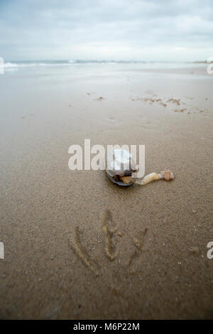 Toten und Sterbenden gemeinsame Otter clam, die an Land nach dem Frost März 1-4 2018 gewaschen wurde. Shell Bay, North Dorset UK vom 5. März 2018. Stockfoto