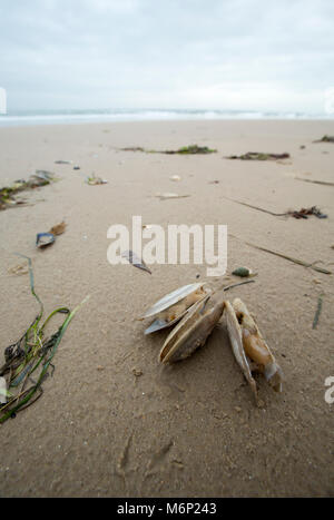 Toten und Sterbenden gemeinsame Otter clam, die an Land nach dem Frost März 1-4 2018 gewaschen worden sind. Shell Bay, North Dorset UK vom 5. März 2018. Stockfoto