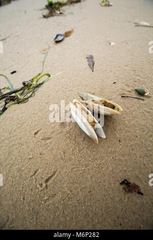 Toten und Sterbenden gemeinsame Otter clam, die an Land nach dem Frost März 1-4 2018 gewaschen worden sind. Shell Bay, North Dorset UK vom 5. März 2018. Stockfoto