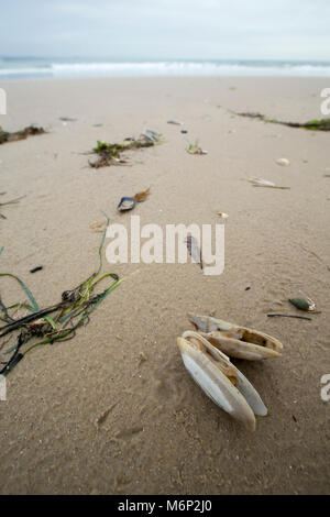 Toten und Sterbenden gemeinsame Otter clam, die an Land nach dem Frost März 1-4 2018 gewaschen worden sind. Shell Bay, North Dorset UK vom 5. März 2018. Stockfoto