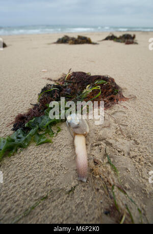 Toten und Sterbenden gemeinsame Otter clam, die an Land nach dem Frost März 1-4 2018 gewaschen wurde. Shell Bay, North Dorset UK vom 5. März 2018. Stockfoto