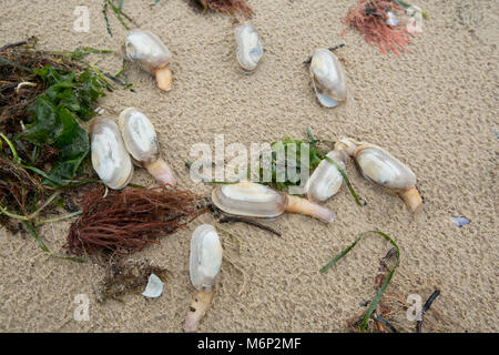 Toten und Sterbenden gemeinsame Otter clam, die an Land nach dem Frost März 1-4 2018 gewaschen worden sind. Shell Bay, North Dorset UK vom 5. März 2018. Stockfoto