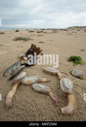 Toten und Sterbenden gemeinsame Otter clam, die an Land nach dem Frost März 1-4 2018 gewaschen worden sind. Shell Bay, North Dorset UK vom 5. März 2018. Stockfoto