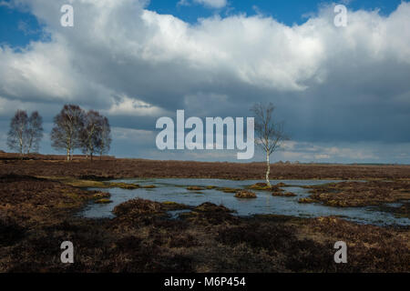 Einsame Silver Birch stehen in einem der vielen flachen Pools im New Forest Stockfoto