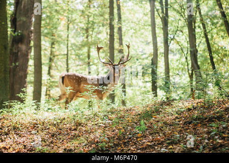 Schönen Hirsch mit verzweigten Hörner steht auf einem Hügel im Wald unter Bäumen. Selektiver Fokus auf Gras, Rotwild unscharf im Hintergrund Stockfoto