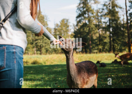 Ein Tourist girl feeds Rotwild in einen natürlichen Lebensraum. Stockfoto