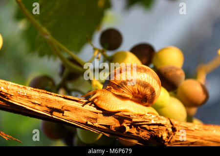 Traube Schnecke am Weinstock im Garten. Stockfoto