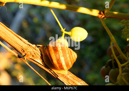 Traube Schnecke am Weinstock im Garten. Stockfoto