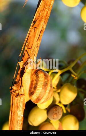 Traube Schnecke am Weinstock im Garten. Stockfoto