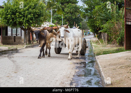 Tola, Nicaragua - Januar 20: ländliche Straßen in Nicaragua mit einem Paar Ochsen zu einem Wagen in der Mitte der Straße festgeschnallt. 20. Januar 2018, Tola, Nicara Stockfoto