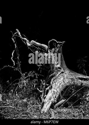 Wurzeln eines umgestürzten Baumes im Wald an einem sonnigen Tag in Schwarz und weiß Stockfoto