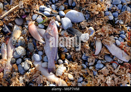 Hunderte von toten Fischen an Sheringham Beach, North Norfolk, England Stockfoto