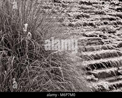 Black and White Dried Out Plant vor sich bewegendem Wasser am Wasserweg im Woodland, TX, USA Stockfoto