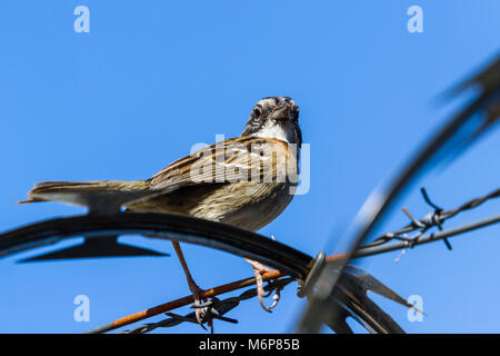 Urban stripe vorangegangen Sparrow thront auf Stacheldraht umgeben von Stacheldraht in Costa Rica Stockfoto