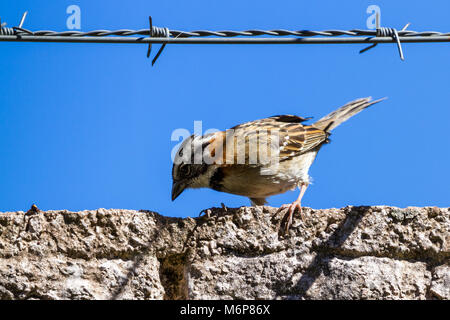 Urban stripe vorangegangen Sparrow thront auf einer Mauer mit Stacheldraht umgeben von Stacheldraht in Costa Rica Stockfoto