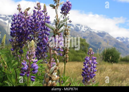 Lila Wildblumen in einer Bergwiese Stockfoto