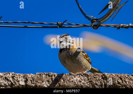 Urban stripe vorangegangen Sparrow thront auf einer Mauer mit Stacheldraht umgeben von Stacheldraht in Costa Rica Stockfoto