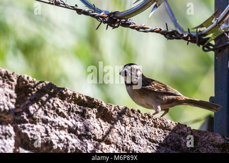 Urban stripe vorangegangen Sparrow thront auf einer Mauer mit Stacheldraht umgeben von Stacheldraht in Costa Rica Stockfoto