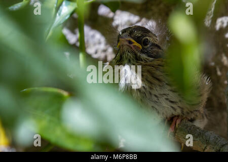 Baby sparrow erschrocken und thront hinter einer tropischen Pflanze in Costa Rica Stockfoto