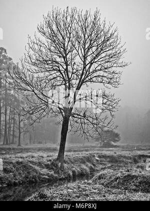 Baum im Winter morgens Nebel mit Hark entlang eines Baches in B&W Stockfoto
