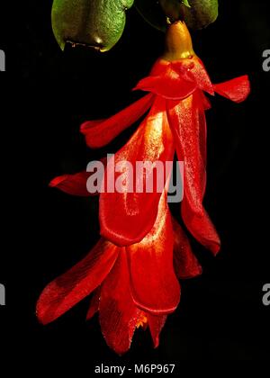 Rote Weihnachtskaktus-Blume mit Fotostapelung von etwa 25 Bildern. Stockfoto