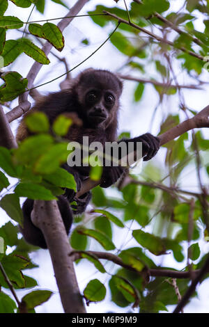 Nahaufnahme eines Brüllaffen auf Baum im trockenen Wald von Thola, Nicaragua Stockfoto