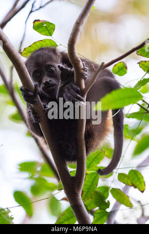 Nahaufnahme eines Brüllaffen auf Baum im trockenen Wald von Thola, Nicaragua Stockfoto