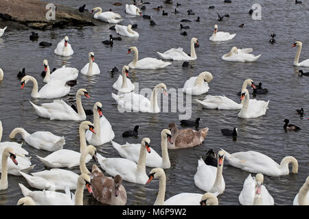 Eine Versammlung der Höckerschwäne, Blässhühner und Enten, Norfolk, Großbritannien. Stockfoto