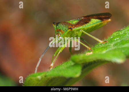 Weißdorn (Acanthosoma haemorrhoidale Shieldbug) ruht auf Blatt. Tipperary, Irland Stockfoto