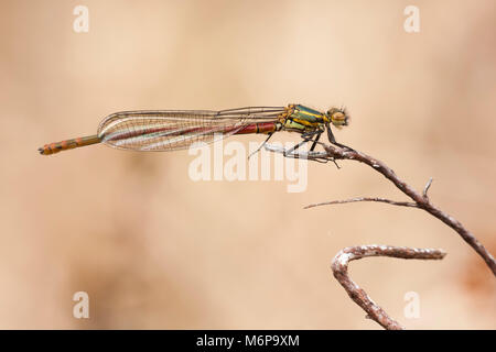 Große Rote Damselfly (Pyrrhosoma nymphula) auf kleinen Zweig thront. Tipperary, Irland Stockfoto