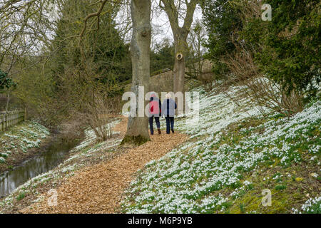 Der Mann und die Frau zu Fuß auf den Weg durch den Wald im Winter, mit blühenden Schneeglöckchen auf beiden Seiten; Easton Walled Gardens in der Nähe von Grantham, Großbritannien Stockfoto