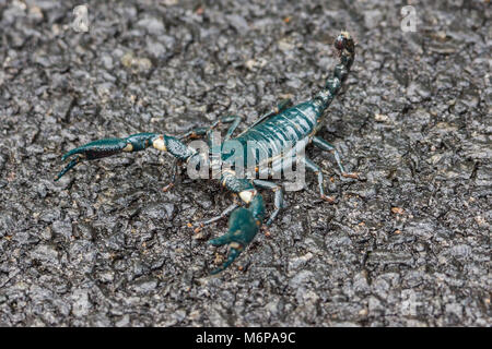 Madikeri, Indien - 31. Oktober 2013: Black Emperor Scorpion. Pandinus imperator, überquert die Straße. Nahaufnahme des Dunkel grüne Kreatur. Stockfoto