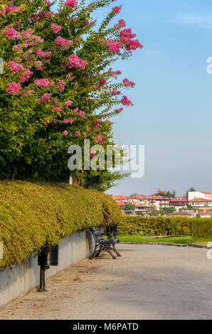 Blühende Blumen von Lagerstroemia indica Crape myrtle oder Crepe myrtle und Holz Parkbank auf schmalen Gasse, die mit Wohnhäusern im Hintergrund, Pom Stockfoto