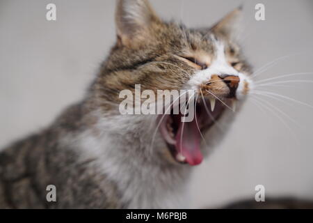 Closeup schöne graue Katze gähnen Stockfoto