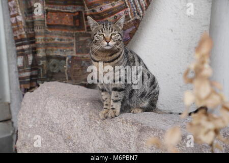 Schöne braune Katze sitzt auf dem Felsen und Suchen müd Stockfoto