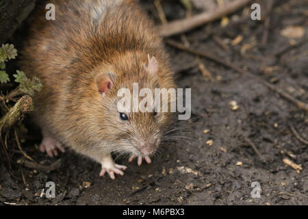 Eine braune Ratte (Rattus norvegicus) um das Suchen auf dem Boden nach Nahrung. Stockfoto