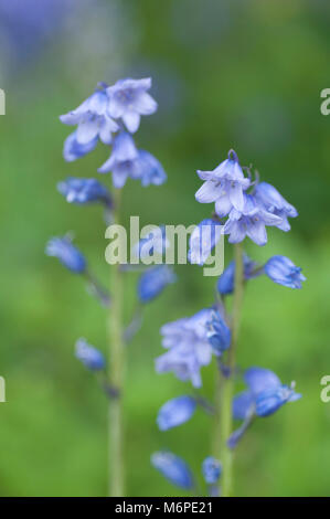 Nahaufnahme des Spanischen bluebells (Hyacinthoides hispanica) Stockfoto