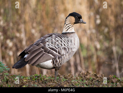 Nene (Hawaiian Goose, Branta sandvicensis) Stockfoto