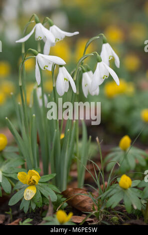 Snowdrops (galanthus) and winter aconites (Eranthis hyemalis), United Kingdom Stockfoto