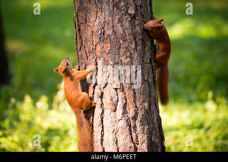 Zwei rote Eichhörnchen spielen auf dem Baum. Stockfoto
